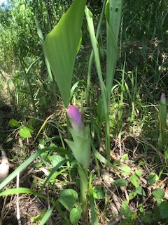 ウコンの花 チトセホーム